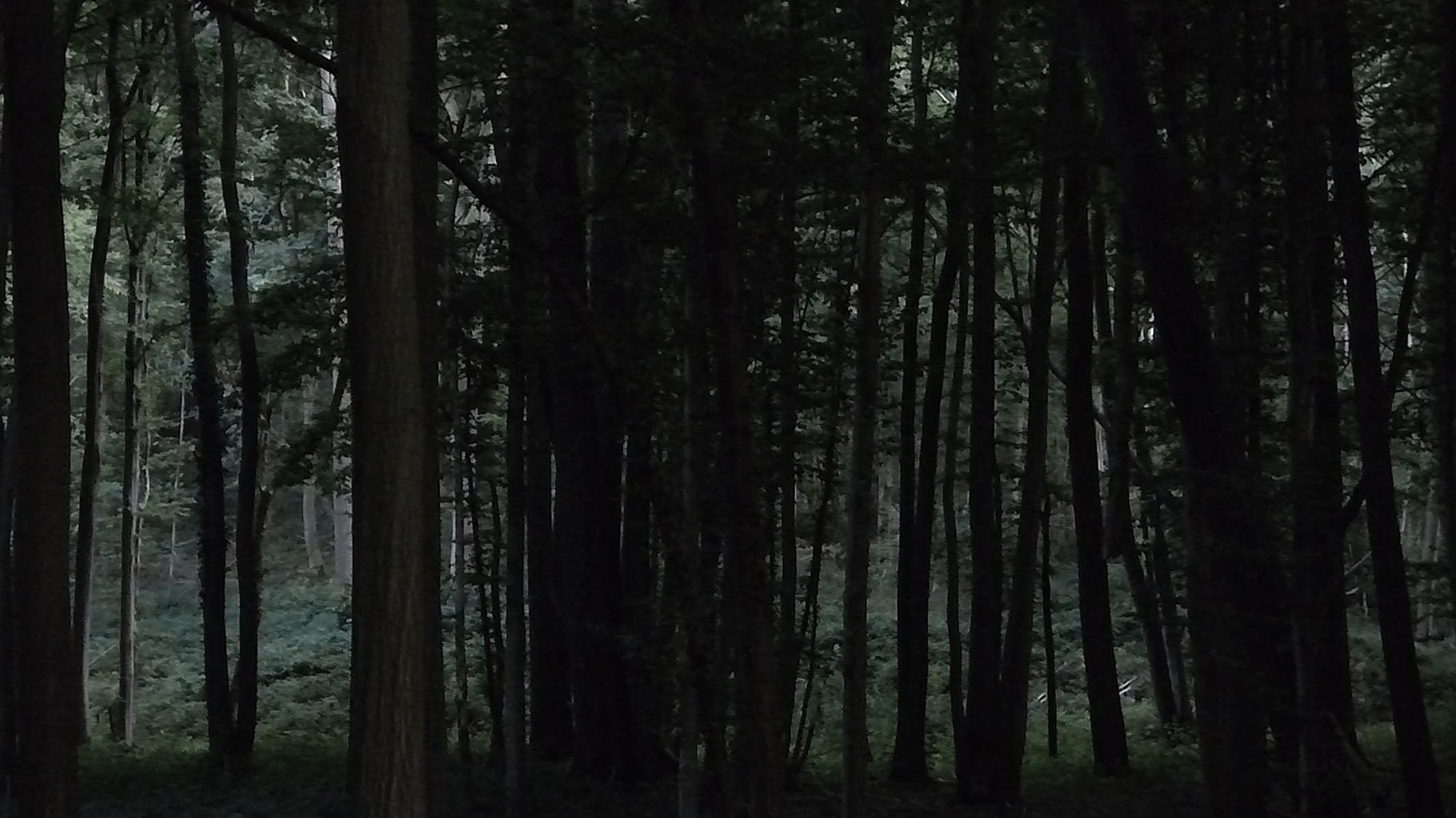 Forêt mystérieuse